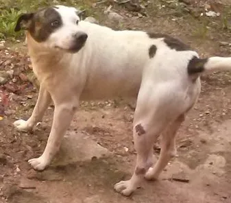 Cachorro ra a Mestiço de Pit-bull idade 3 anos nome Jack
