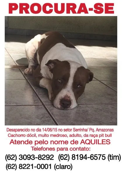 Cachorro ra a Pit bull idade 6 ou mais anos nome Aquiles