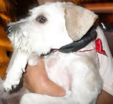 Cachorro raça SRD idade 7 a 11 meses nome Nanny