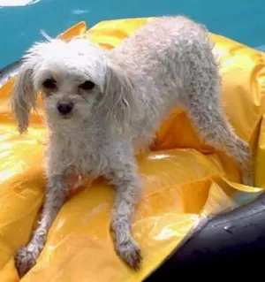 Cachorro raça toy idade 6 ou mais anos nome Meg