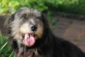 Cachorro raça vira lata idade 6 ou mais anos nome Lia