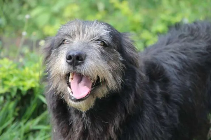 Cachorro raça vira lata idade 6 ou mais anos nome Lia