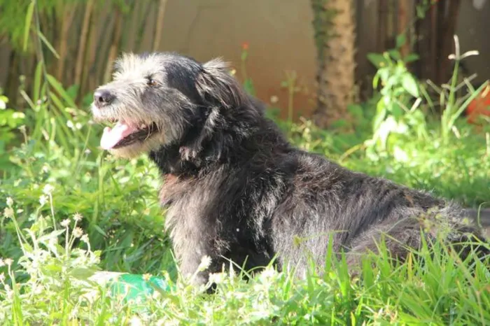 Cachorro raça vira lata idade 6 ou mais anos nome Lia