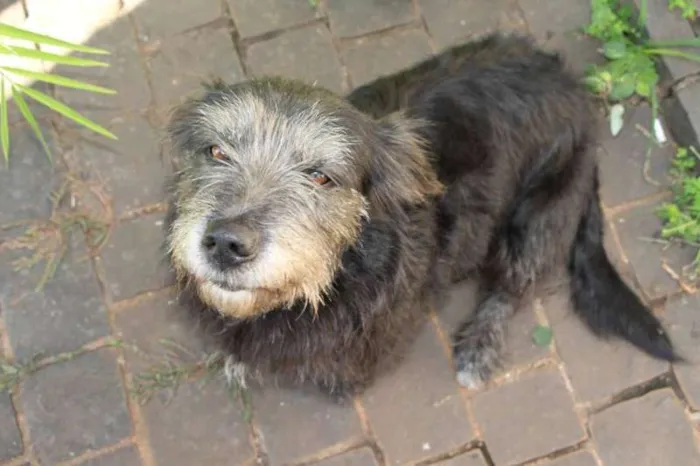 Cachorro raça vira lata idade 6 ou mais anos nome Lia