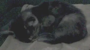 Gato raça rnd idade Abaixo de 2 meses nome Peppa