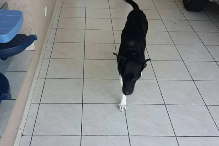 Cachorro ra a SRD idade 2 anos nome Thor