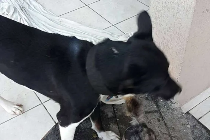 Cachorro ra a SRD idade 2 anos nome Thor