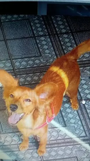 Cachorro ra a SRD idade 7 a 11 meses nome Mel