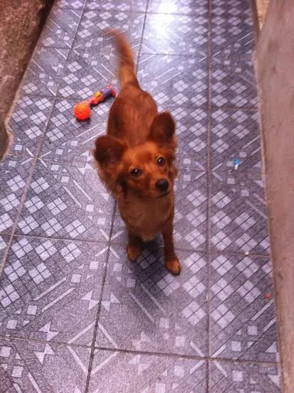 Cachorro ra a SRD idade 7 a 11 meses nome Mel
