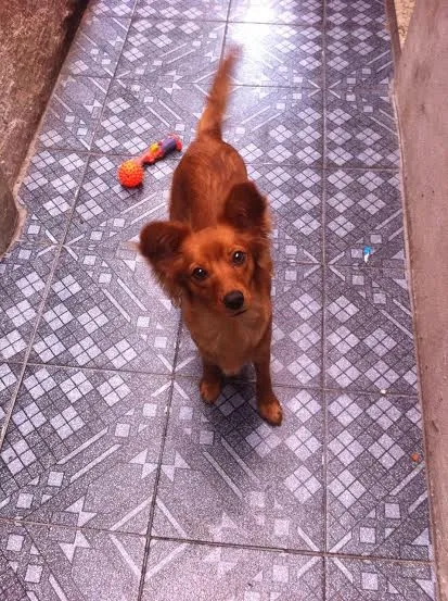 Cachorro ra a SRD idade 7 a 11 meses nome Mel