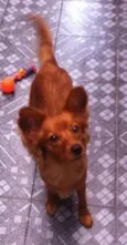 Mel