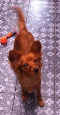 Cachorro raça SRD idade 7 a 11 meses nome Mel