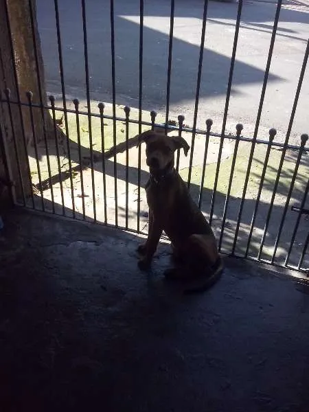 Cachorro ra a viralata idade 2 a 6 meses nome frederico