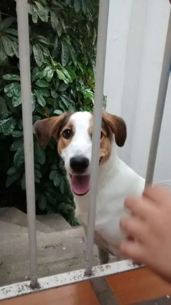 Cachorro ra a  idade 2 anos nome Bob