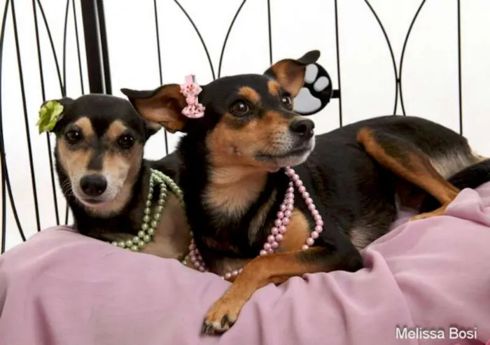 Cachorro raça Dv idade  nome Vários Filhotes e A