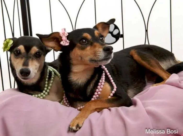 Cachorro raça Dv idade  nome Vários Filhotes e A
