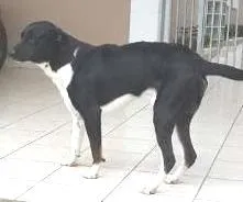 Cachorro ra a SRD idade 2 anos nome Thor