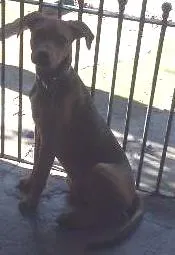 Cachorro ra a viralata idade 2 a 6 meses nome frederico