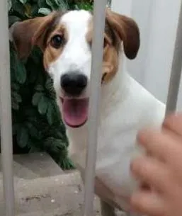 Cachorro raça  idade 2 anos nome Bob