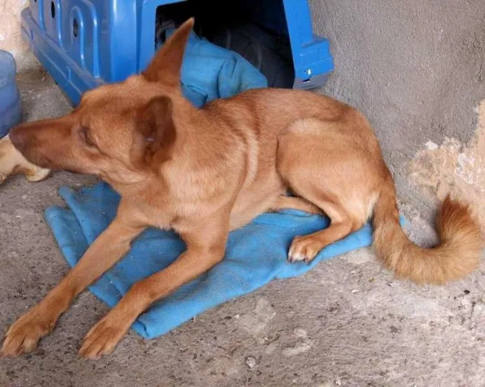 Cachorro ra a Indefinida idade 2 anos nome Bianca
