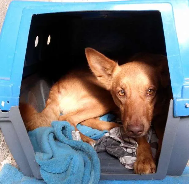 Cachorro ra a Indefinida idade 2 anos nome Bianca