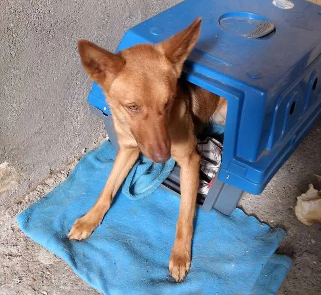 Cachorro ra a Indefinida idade 2 anos nome Bianca