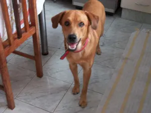 Cachorro raça não definida idade 6 ou mais anos nome Rex