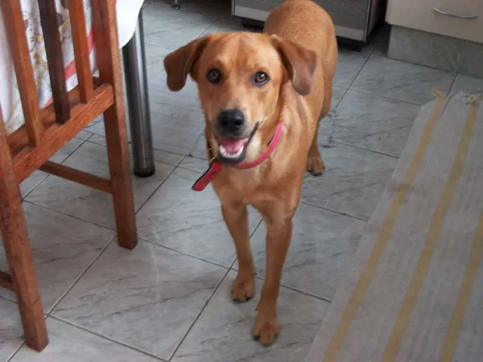 Cachorro ra a não definida idade 6 ou mais anos nome Rex