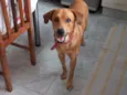 Rex