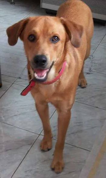 Cachorro ra a não definida idade 6 ou mais anos nome Rex