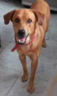Rex