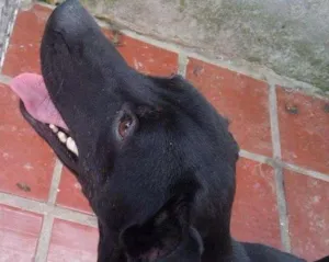 Cachorro raça Vira lata idade 2 anos nome Thor