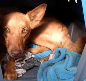 Cachorro raça Indefinida idade 2 anos nome Bianca