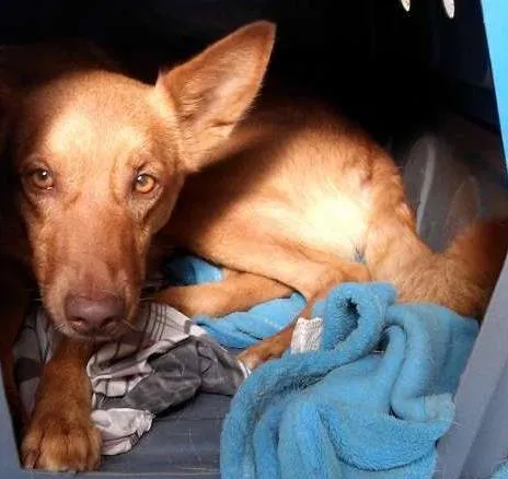 Cachorro ra a Indefinida idade 2 anos nome Bianca