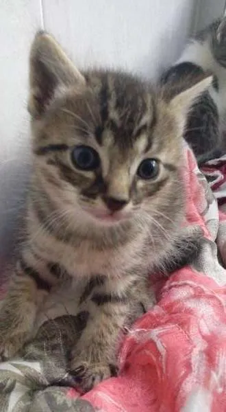 Gato ra a raça não definida idade Abaixo de 2 meses nome Lord
