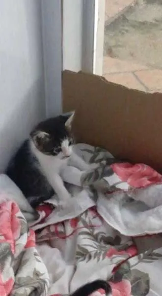Gato ra a RND idade Abaixo de 2 meses nome Duquesa