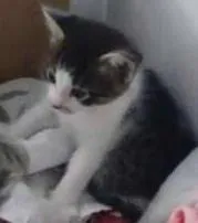 Gato ra a RND idade Abaixo de 2 meses nome Duquesa