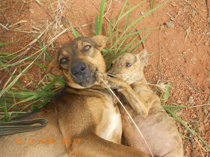 Cachorro ra a SRD idade 2 anos nome Lindinha