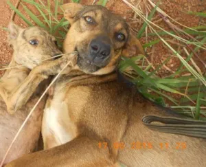 Cachorro raça SRD idade 2 anos nome Lindinha