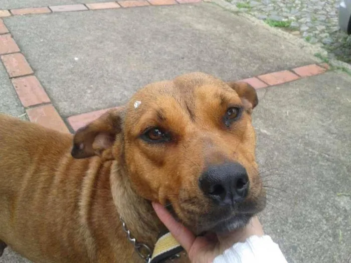Cachorro raça SRD idade 2 anos nome Lola