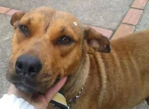 Cachorro raça SRD idade 2 anos nome Lola