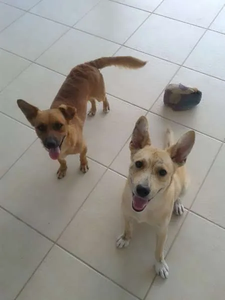 Cachorro ra a mistura com labrador  idade 1 ano nome thor