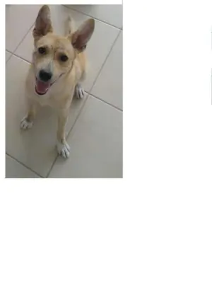 Cachorro raça mistura com labrador  idade 1 ano nome thor