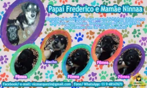 Cachorro raça SRD idade Abaixo de 2 meses nome 5 filhotes