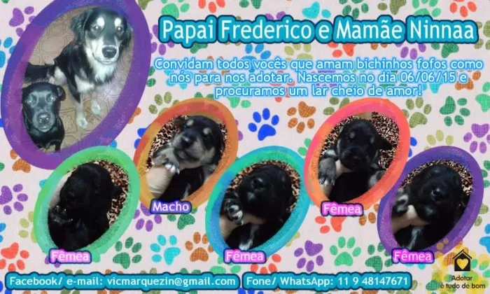 Cachorro ra a SRD idade Abaixo de 2 meses nome 5 filhotes