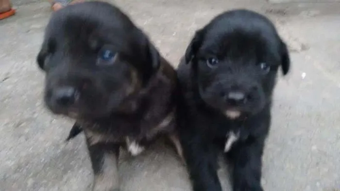 Cachorro ra a Srd idade Abaixo de 2 meses nome FILHOTES