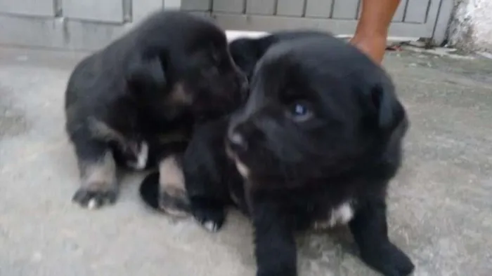Cachorro ra a Srd idade Abaixo de 2 meses nome FILHOTES
