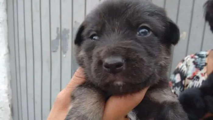 Cachorro ra a Srd idade Abaixo de 2 meses nome FILHOTES