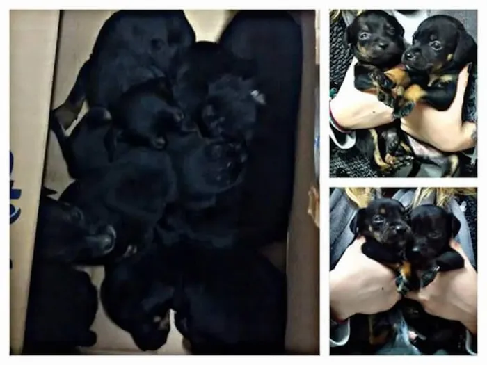 Cachorro ra a Vira lata idade Abaixo de 2 meses nome Sem nome