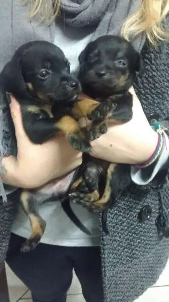 Cachorro ra a Vira lata idade Abaixo de 2 meses nome Sem nome